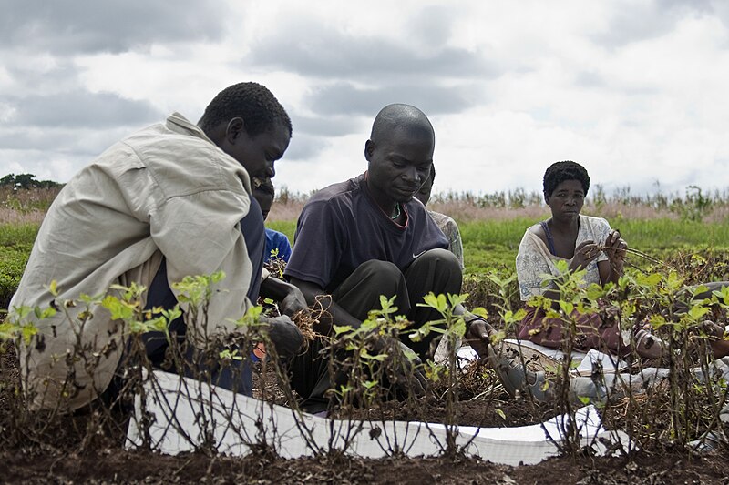 Community Supported Agriculture (CSA) Programs